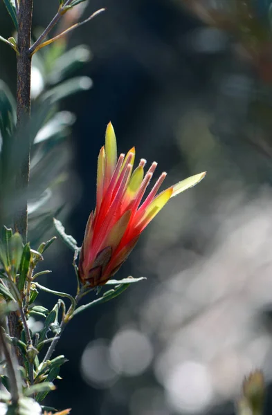 Красный Цветок Австралийского Родного Горного Дьявола Lambertia Formosa Семейство Proteaceae — стоковое фото