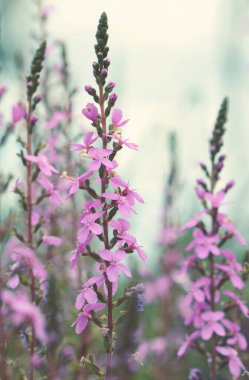 Avustralyalı yerli tetik bitkisi Stylidium Prodüksiyon 'un pembe çiçekleri, Stylidiaceae ailesi. Sydney bölgesinde, NSW, Avustralya 'da kumtaşı üzerinde çalılık ve sklerofil ormanlarında yetişen daimi bitkiler..