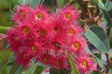 Avustralya 'nın yerli sakız ağacı Corymbia fiifolia Wildfire' ın kırmızı çiçekleri, Myrtaceae Ailesi. Endemic to Stirling Ranges Albany yakınlarında Batı Avustralya 'nın güney batı kıyısında..