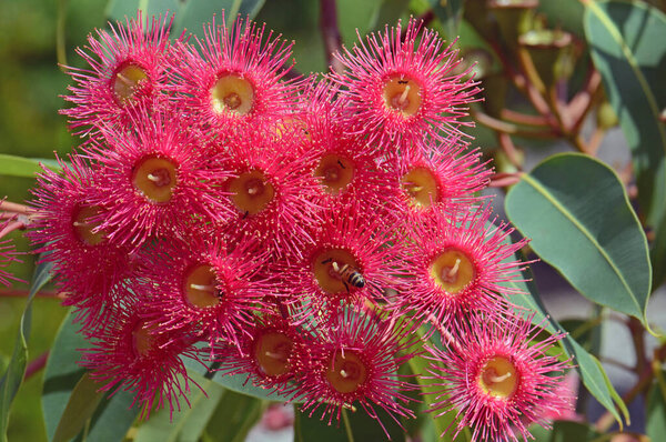 Red blossoms of the Australian native flowering gum tree Corymbia ficifolia Wildfire variety, Family Myrtaceae. Endemic to Stirling Ranges near Albany in on south west coast of Western Australia.