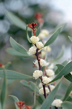 Avustralya yerlisi Finger Hakea, Hakea Dactyloides, Proteaceae ailesinin kremsi beyaz çiçekleri. Queensland 'ın güneydoğusundaki küçük nüfusla NSW' ye salgın hastalık. Bahar ve yaz çiçekleri