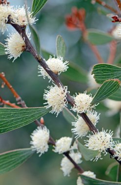 Avustralya yerlisi Finger Hakea, Hakea Dactyloides, Proteaceae ailesinin kremsi beyaz çiçekleri. Queensland 'ın güneydoğusundaki küçük nüfusla NSW' ye salgın hastalık. Bahar ve yaz çiçekleri