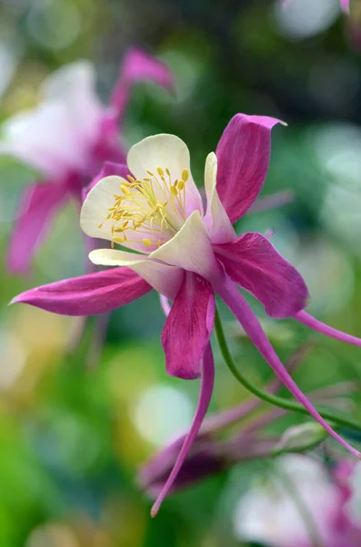 Aquilegia Rose Simple Famille Des Ranunculaceae Connu Sous Nom Columbines — Photo