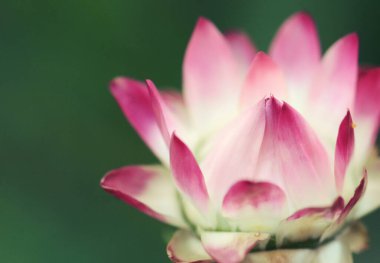 Pembe ve beyaz Avustralya ölümsüz Daisy, Xerochrysum bracteatum, Asteraceae ailesinden. Tüm Avustralya devletleri ve bölgeleri için endemik.