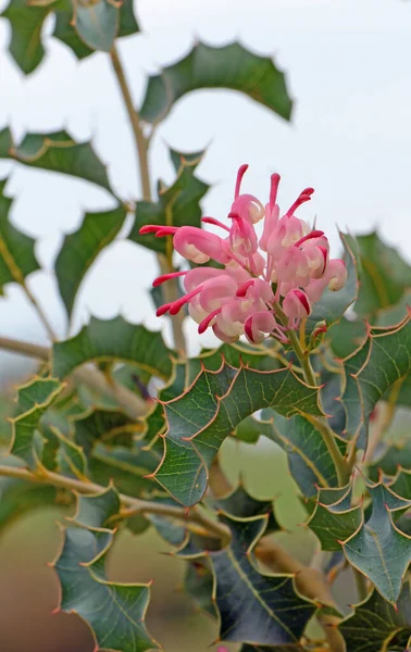 Růžová Květina Pichlavé Cesmíny Jako Listy Australského Rodáka Grevillea Insignis — Stock fotografie