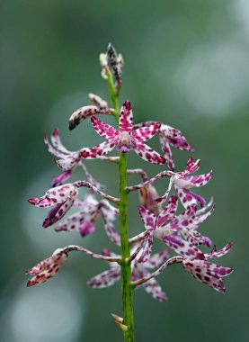 Avustralya 'nın Blotched Hyacinth Orchid, Dipodium variegatum, Orchidaceae familyasından mor pembe ve beyaz çiçekler Sydney açık ormanlarında yetişir. Çürüyen organik maddelerden besin toplayan saprofitik yapraksız bitki.