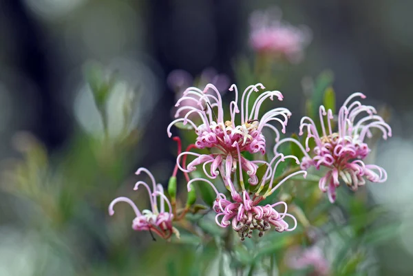 Australské Rodilé Růžové Květy Pavouků Grevillea Sericea Čeledi Proteaceae Sydney — Stock fotografie