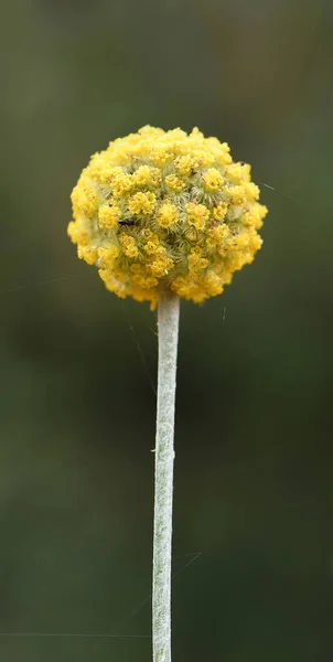 Primer Plano Solo Australiano Nativo Amarillo Billy Button Cabeza Flor —  Fotos de Stock