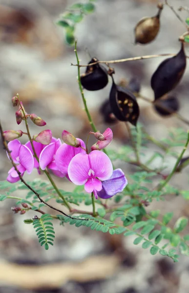 Vainas Semillas Negras Flores Índigo Australiano Púrpura Indigofera Australis Fabaceae — Foto de Stock