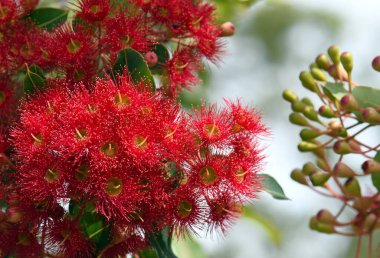 Avustralya 'nın yerli sakız ağacı Corymbia fiifolia Wildfire' ın kırmızı çiçekleri ve tomurcukları, Myrtaceae Ailesi. Batı Avustralya, Albany yakınlarındaki Stirling Sıradağlarına Endemik