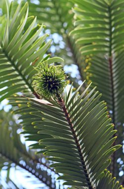 Wollemi Pine female cone, megasporophyll, growing at the end of a branch. Wollemia nobilis is an ancient conifer endemic to Australia. Conservation status critically endangered. Originally described from fossil material. Living trees discovered 1994 clipart