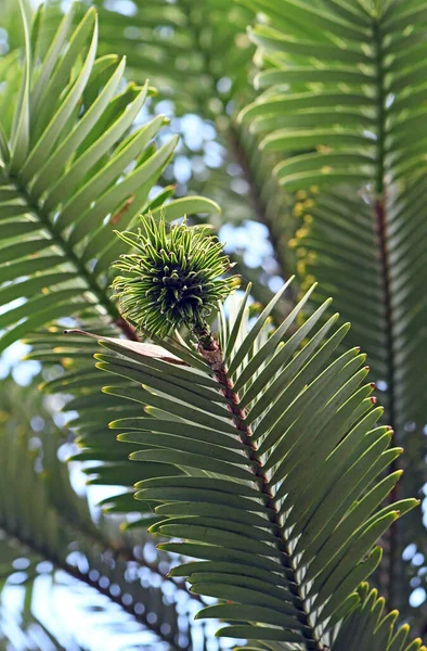 Wollemi Pine Female Cone Megasporophyll Growing End Branch Wollemia Nobilis — Stock Photo, Image