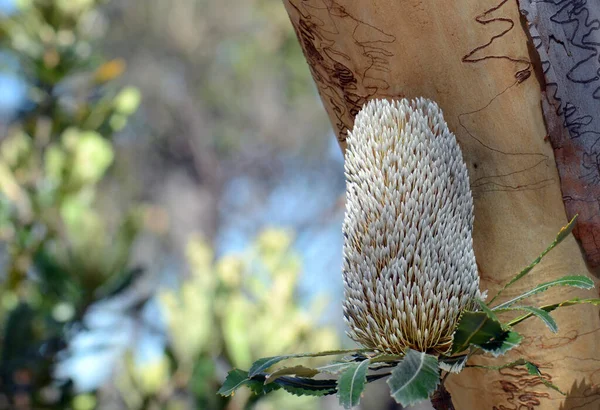 Австралийский Коренной Старец Банксия Цветочная Голова Banksia Serrata Scribbly Gum — стоковое фото