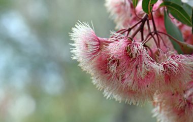 Avustralya 'nın yerli sakız ağacı Corymbia Peri Diş ipi, Myrtaceae ailesinin pembe ve beyaz çiçekleri. Batı Avustralya 'ya özgü Corymbia fifififiifolia tarlası. 