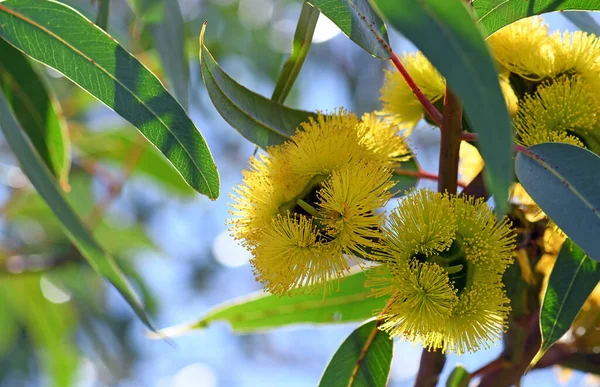 Vibrant yellow flowers of the mallee gum tree Eucalyptus erythrocorys, family Myrtaceae. Also known as the Illyarrie, Red capped Gum or Helmet nut gum. Endemic to Western Australia. Flowers late summer to early autumn. Sub genus Eudesmia