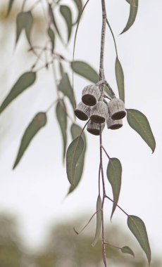 Avustralya yerlisi Gümüş Prenses Eucalyptus sezesia 'nın, Myrtaceae ailesinin büyük beyaz sakızları ve gri yeşil yaprakları. Batı Avustralya Endemisi.