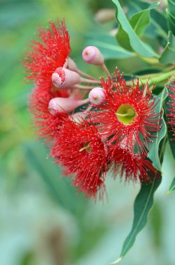 Kırmızı sakız ağacı çiçekleri, Corymbia fifiifolia Wildfire türü, Myrtaceae ailesi. Endemic to Stirling Ranges Albany yakınlarında Batı Avustralya 'nın güney batı kıyısında..