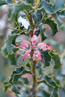 Pembe çiçekler ve Avustralyalı yerli Grevillea 'nın Proteaceae ailesinden gelen yapraklar gibi alışılmadık dikenli çobanpüsküller. Endemik Batı Avustralya 'nın güneybatısında. Ayrıca Wax Grevillea olarak da bilinir. Grevillalar genellikle örümcek çiçekleri olarak adlandırılır.