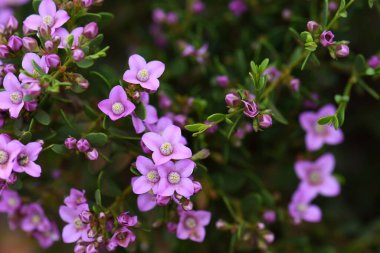 Avustralyalı Boronia crenulata 'nın pembe çiçekleri, Rutaceae ailesi. Aniseed Boronia olarak bilinir. Batı Avustralya 'nın güneybatısında endemik