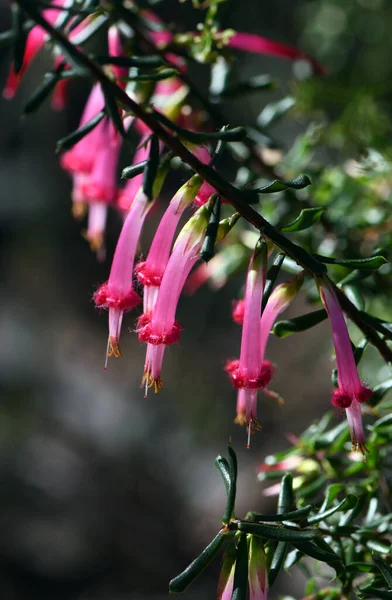 Tubular Bell Form Flowers Australian Native Red Five Corners Styphelia — стоковое фото