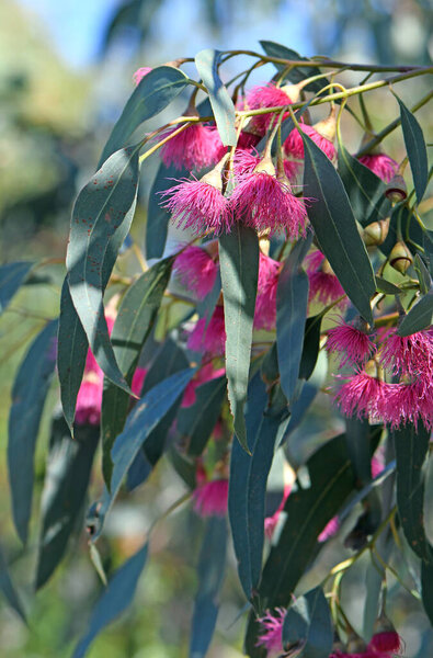 Pink blossoms and blue green leaves of the Australian native Blue Gum, Eucalyptus leucoxylon Euky Dwarf, family Myrtaceae. All year flowering small drought tolerant ornamental tree that attracts bees and birds to gardens.