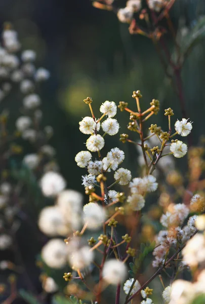 Квіти Бруньки Австралійської Аборигенної Сунітської Черепахи Acacia Terminalis Родини Fabaceae — стокове фото