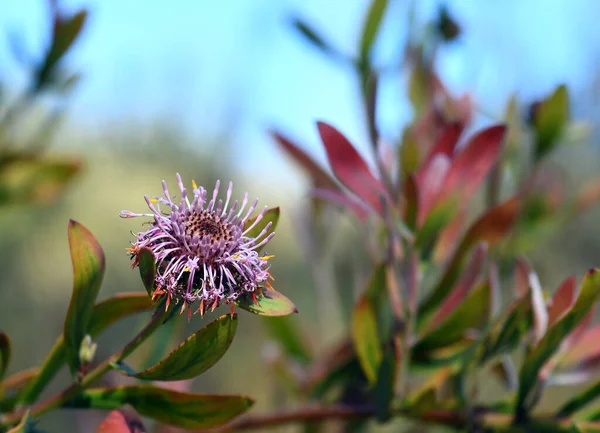 Australian Native Purple Coneflower Isopogon Cuneatus Family Proteaceae Endemic Heathland — Stock Photo, Image