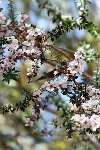 桃の花のピンクと白の花と蕾オーストラリア ニューサウスウェールズ州シドニーの森林地帯で栽培されているティーツリー レプトスペルマム スクワローム科 — ストック写真
