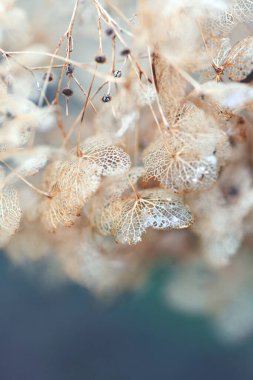 Hassas kurumuş ortanca çiçek iskeletleri. Yumuşak doğal sonbahar botanik arka planı