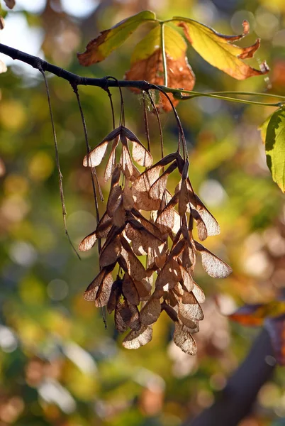 Podświetlany Skrzydlate Suszone Nasiona Klonu Wiszące Gałęzi Drzewa Jesienią — Zdjęcie stockowe