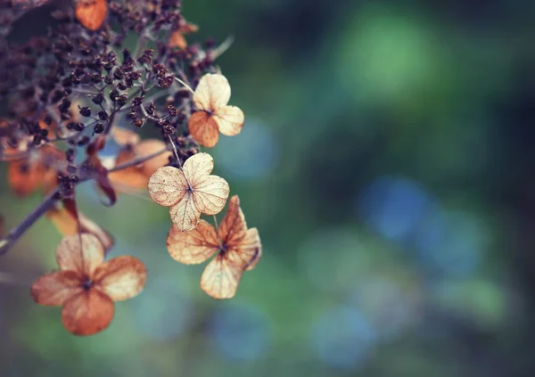 Abgestorbene Getrocknete Hortensien Blühen Weichen Nachmittagslicht Natürliche Launisch Herbst Botanischen — Stockfoto