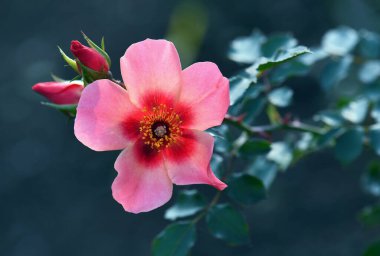 Tek bir gül türünün pembe ve kırmızı çiçeği. Bir düğme kadar parlak. Dayanıklı, hastalığa dayanıklı, güçlü ve sürekli çiçek açan Floribunda tipi bir gül. Persica 'nın Orta Doğu' ya özgü yükselişi.