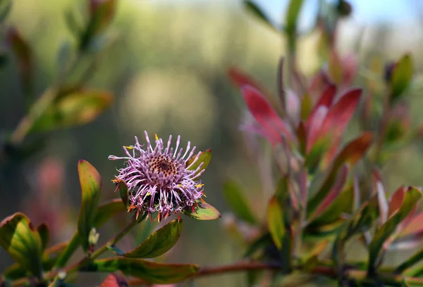 Australský Rodilý Fialový Coneflower Isopogon Cuneatus Čeledi Proteaceae Endemie Vřesovišť — Stock fotografie