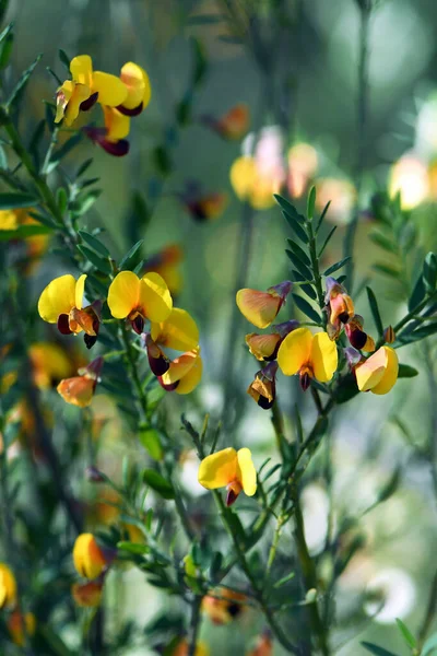 Yellow and red flowers of the Australian native pea Bossiaea heterophylla, family Fabaceae, growing in Sydney woodland, NSW, Australia. Common name is the Variable Bossiaea. Endemic to east coast of NSW and Queensland. Flowers Autumn April to May