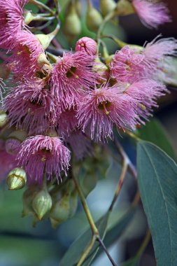 Avustralya 'nın yerlisi Red Ironbark Eucalyptus sideroxylon' un pembe çiçekleri, Myrtaceae ailesi. Doğu Avustralya 'ya özgü küçük ve orta büyüklükte sakız ağacı. Kereste için kullanılan sert ahşap