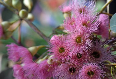 Avustralya 'nın yerlisi Red Ironbark Eucalyptus sideroxylon' un pembe çiçekleri, Myrtaceae ailesi. Doğu Avustralya 'ya özgü küçük ve orta büyüklükte sakız ağacı. Kereste için kullanılan sert ahşap