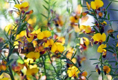 Avustralya 'nın yerlisi Bezelye Bossiaea Heterophylla' nın sarı ve kırmızı çiçekleri, Fabaceae familyası, Sydney ormanlarında yetişiyor, NSW, Avustralya. Genel adı Değişken Bossiaea 'dır. NSW ve Queensland 'ın doğu kıyısında bir salgın. Çiçekler Nisan 'dan Mayıs' a