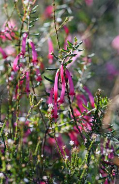 Avustralya 'nın kırmızı beş köşesi olan Epacridaceae familyasından Styphelia tubiflora çiçekleri, güneşli Sydney ormanlarında yetişmektedir.