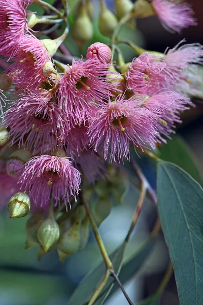 Różowe Kwiaty Australijskiej Rdzennej Czerwonej Kory Eucalyptus Sideroxylon Rodzina Myrtaceae — Zdjęcie stockowe