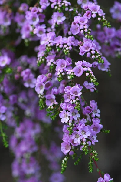 Spray Van Delicate Paarse Bloemen Van Australische Inheemse Struik Thryptomene — Stockfoto