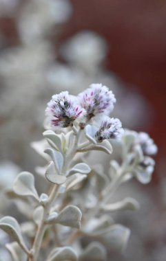 Mor çiçekler ve Avustralya 'nın yerli çalısı Ptilotus obovatus' un kıllı yaprakları, Amaranthaceae ailesi. Avustralya 'ya yayılmış. Ayrıca Cotton Bush olarak da bilinir.