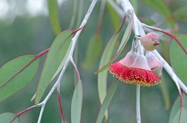 Avustralya yerlisi Okaliptüs sezonunun kırmızı çiçekleri ve gri yeşil yaprakları, Myrtaceae ailesi. Bilinen adı Gümüş Prenses. Güneybatı Avustralya 'ya Endemik