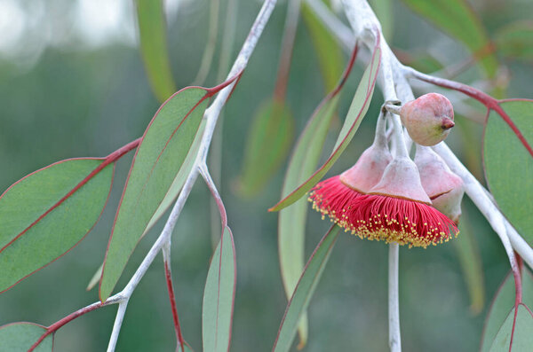 Red blossoms and grey green leaves of the Australian native mallee tree Eucalyptus caesia, family Myrtaceae. Common name is Silver Princess. Endemic to south west Western Australia