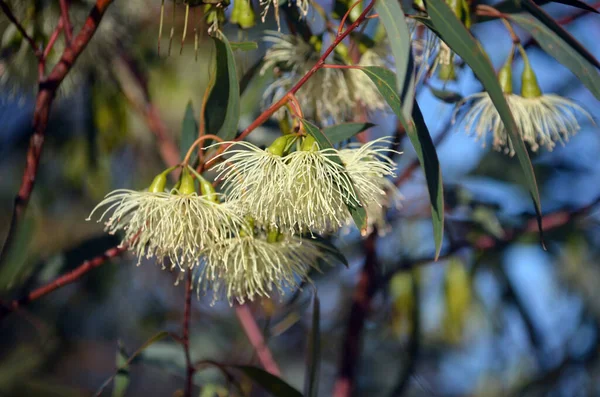 Magas Homok Mallee Eukaliptusz Eremofila Myrtaceae Család Függőlegesen Virágzó Krém — Stock Fotó