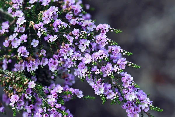 Jemné Purpurové Květy Australského Keře Thryptomene Denticulata Čeledi Myrtaceae Endemie — Stock fotografie