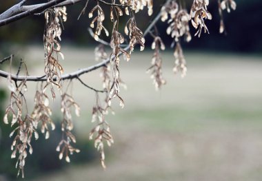 Arka ışıklandırılmış kanatlı akçaağaç tohumları sonbaharda bir ağaç dalından sarkan mücevherler gibi sallanıyor. Doğa sonbahar kış arka planı
