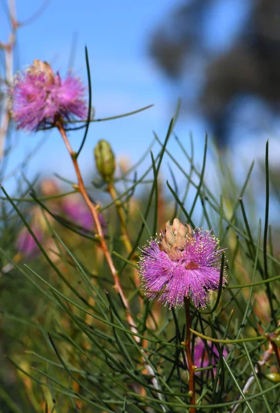 Australian native purple flowers of the Wiry Honey myrtle, Melaleuca filifolia, family Myrtaceae. Endemic to the central west coast of Western Australia. Flowers winter to spring.