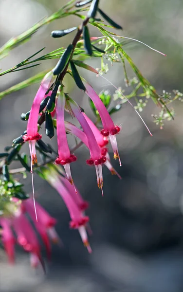 ดอกไม ปกระด านหล งของม แดงพ นเม องออสเตรเล Styphelia Tubiflora จากตระก — ภาพถ่ายสต็อก