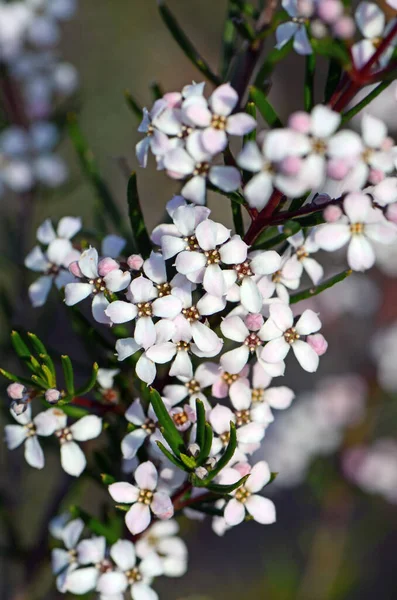 Delicate White Flowers Australian Native Zieria Laevigata Family Rutaceae Growing — 图库照片