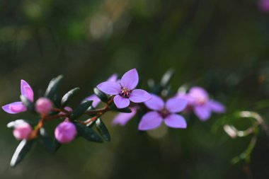 Avustralyalı Boronia ledifolia, Rutaceae ailesinin pembe çiçekleri. Sydney Woodland, NSW, Avustralya 'da yetişiyor. Ayrıca Şov, Sydney ya da Ledum Boronia olarak da bilinir. Kıştan bahara Çiçek açarken